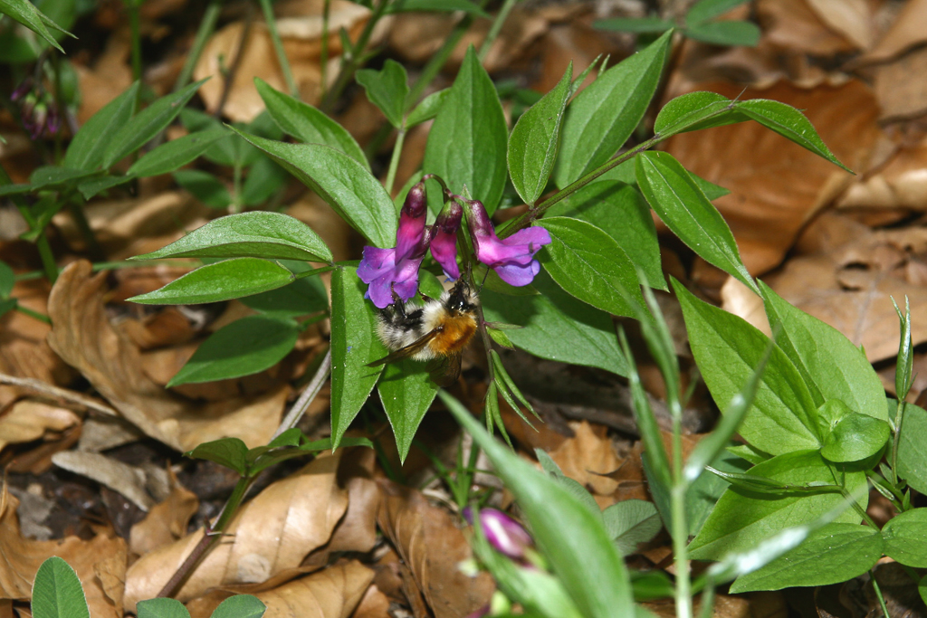 platterbse_fruehling_02_mit_hummel