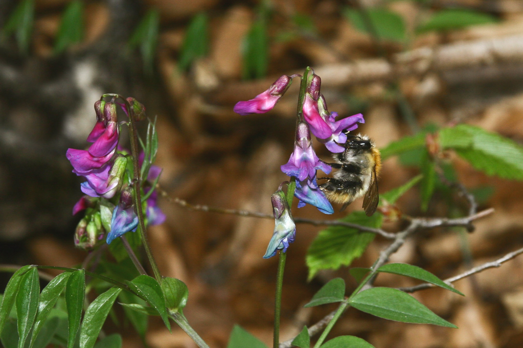 platterbse_fruehling_03_mit_hummel