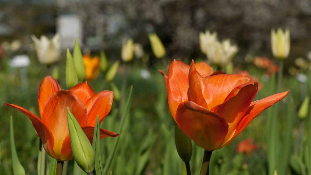 tulpen_002