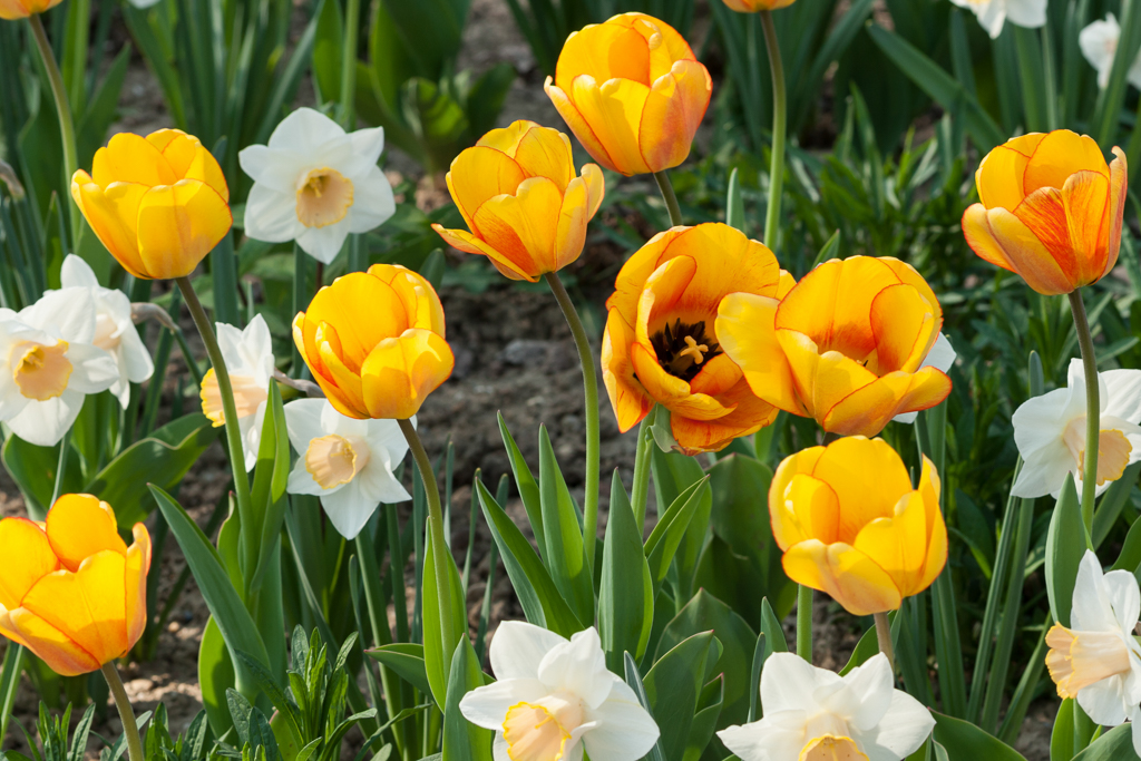 tulpen_003