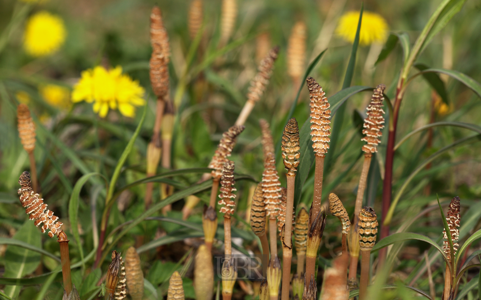 acker_schachtelhalm_1