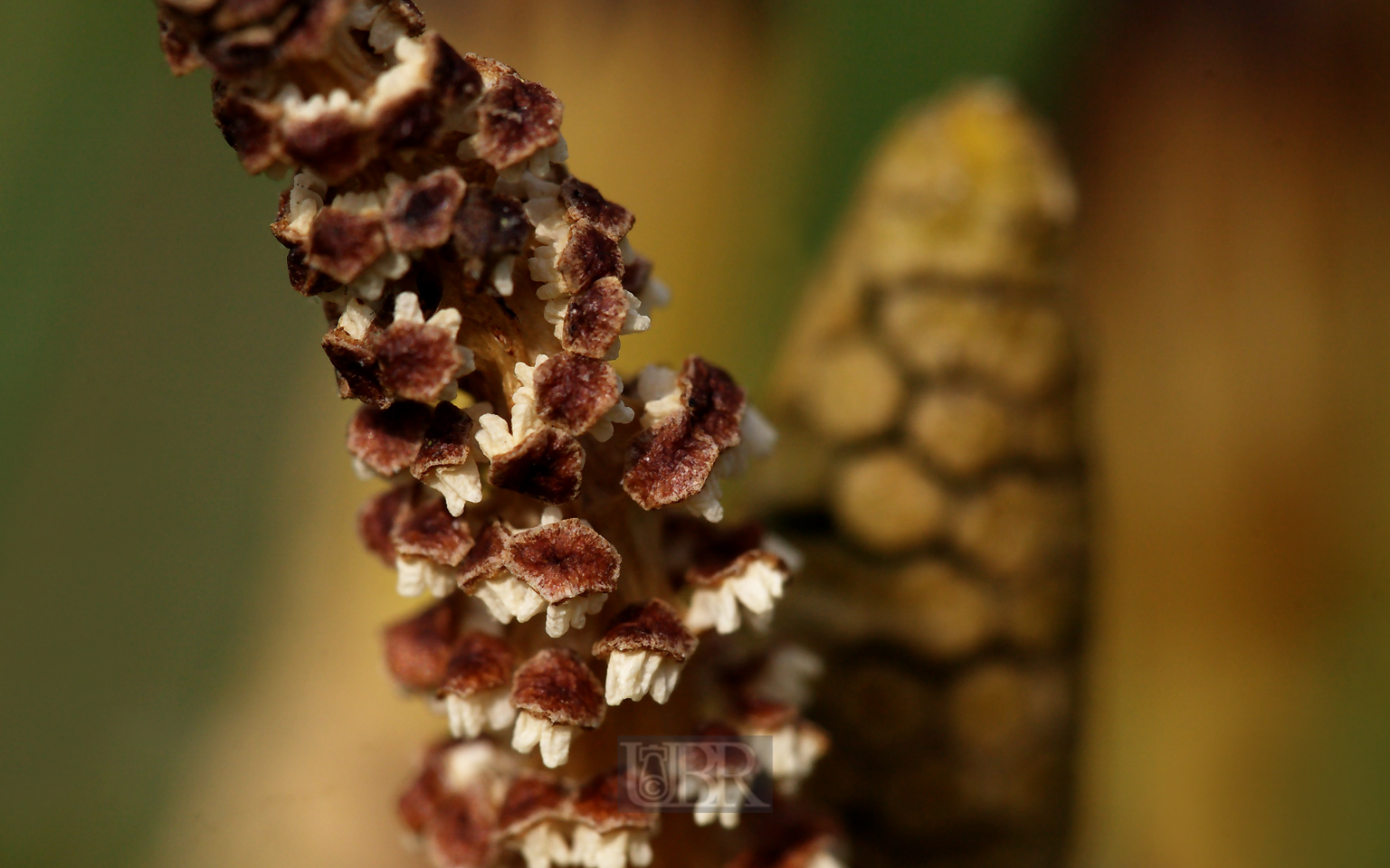 acker_schachtelhalm_4