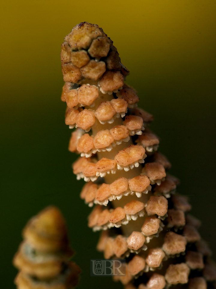 acker_schachtelhalm_5