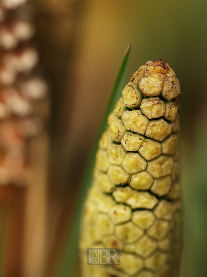 acker_schachtelhalm_6