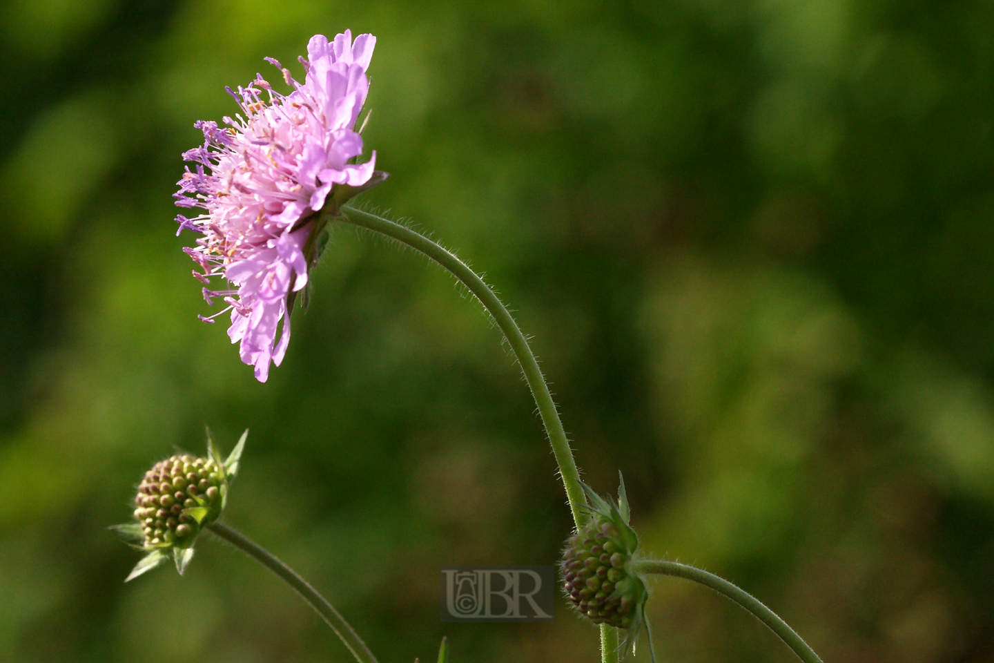 acker_witwenblume_02