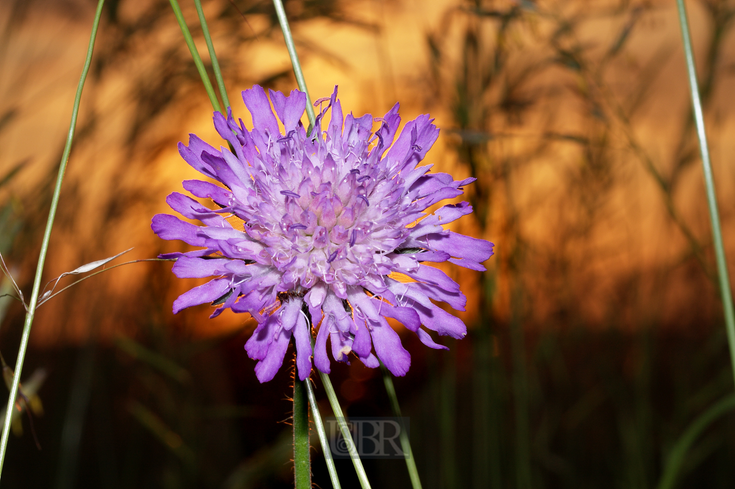 acker_witwenblume_11