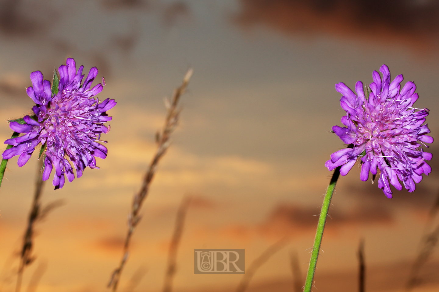 acker_witwenblume_12