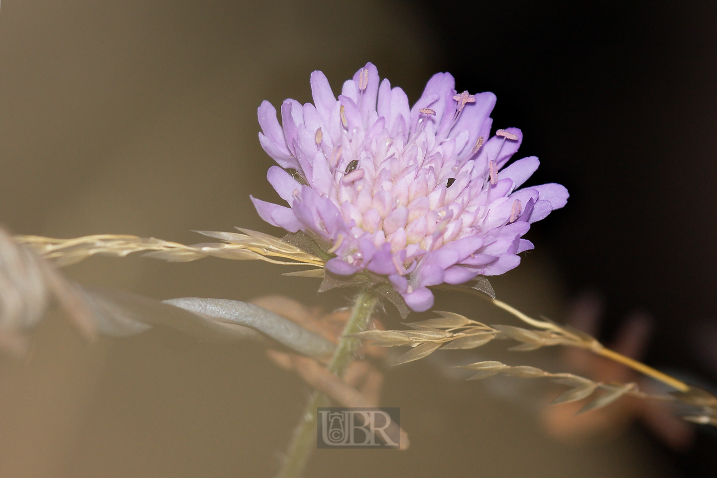 acker_witwenblume_verdrahtet