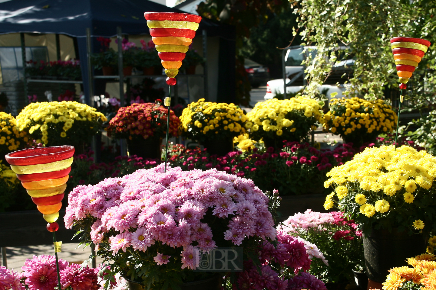 astern_von_stegschuster