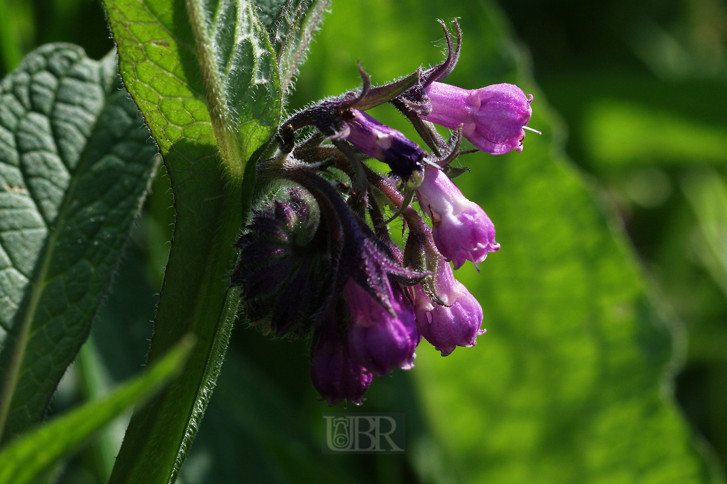 beinwell_gemeiner_01