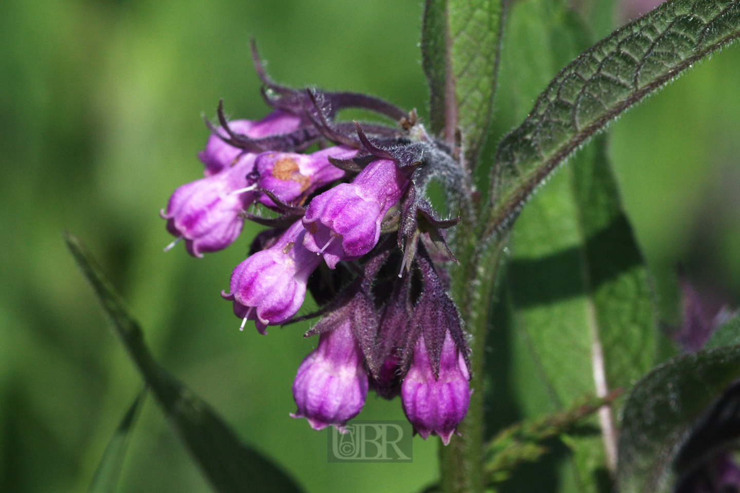 beinwell_gemeiner_02