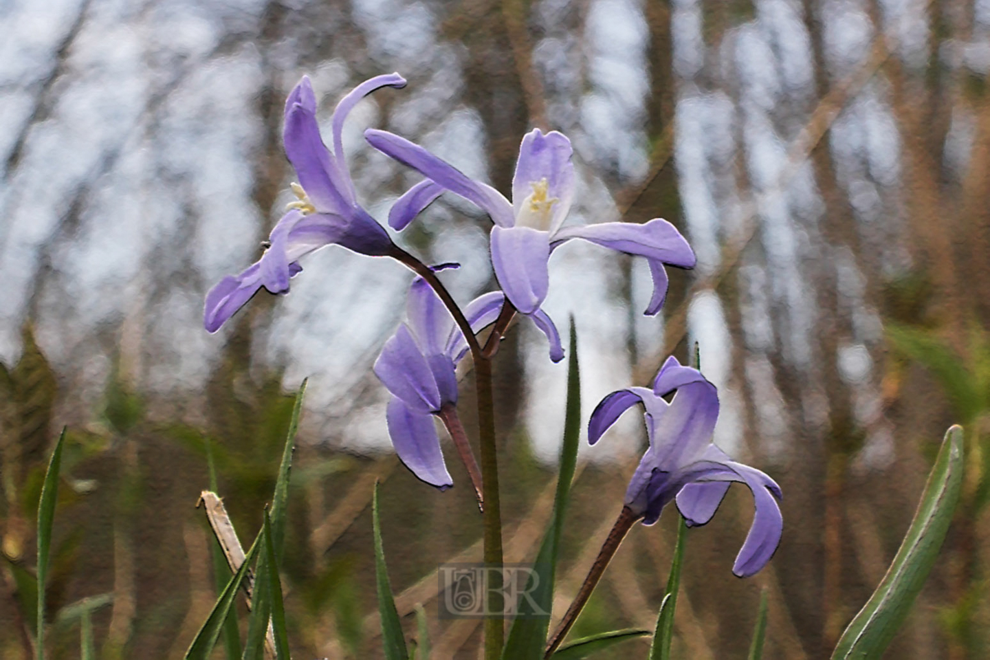 blaustern_hyazinthe_1