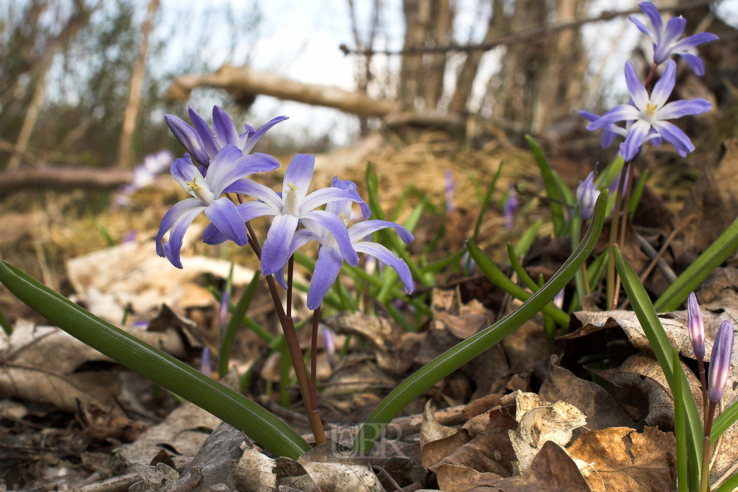 blaustern_hyazinthe_2