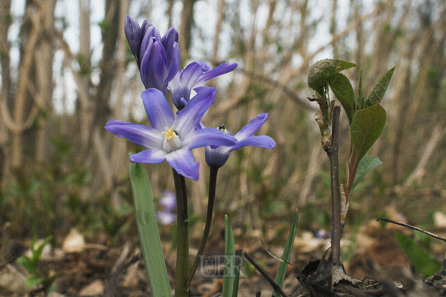 blaustern_hyazinthe_3