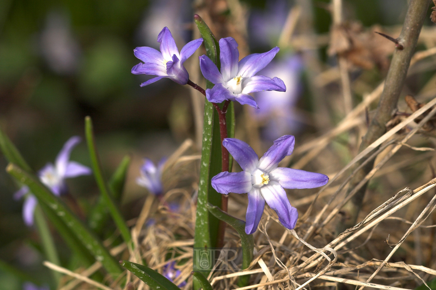 blaustern_hyazinthe_4