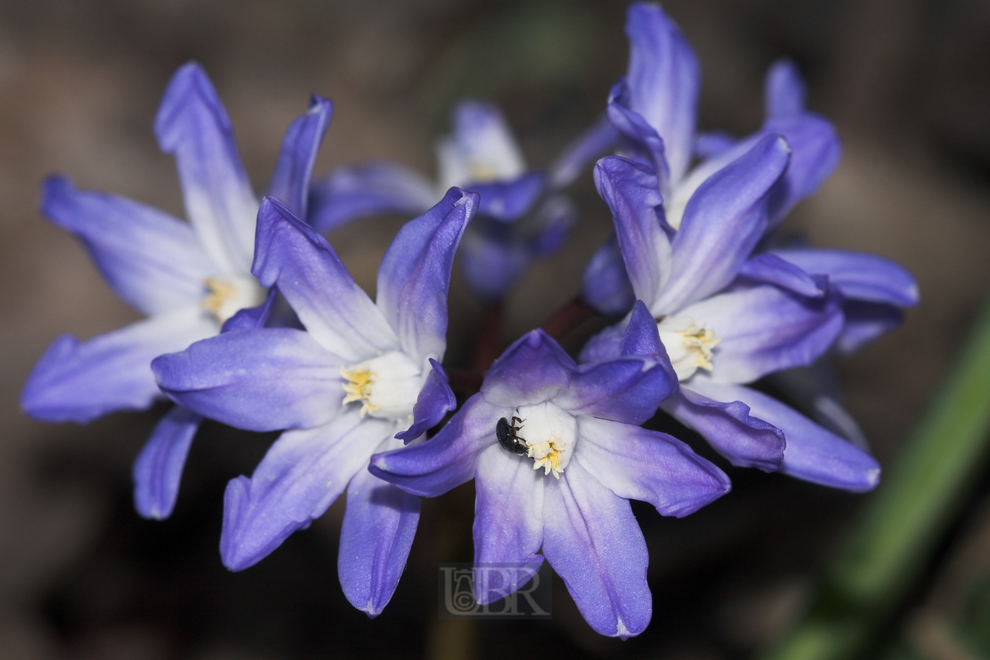 blaustern_hyazinthe_5