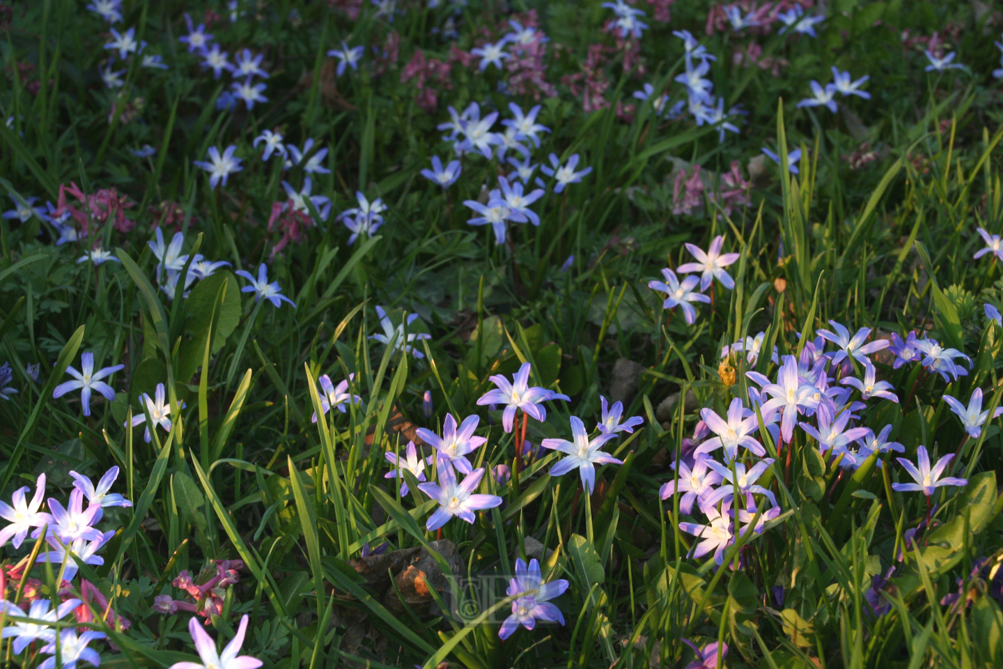 blaustern_hyazinthe_6