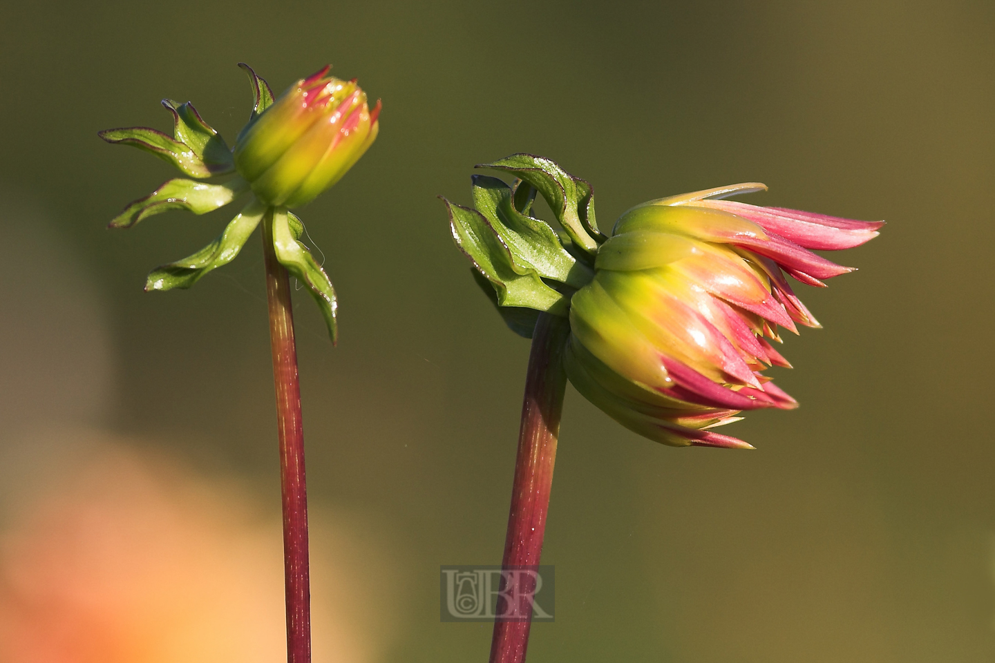 chrysantheme_knospen