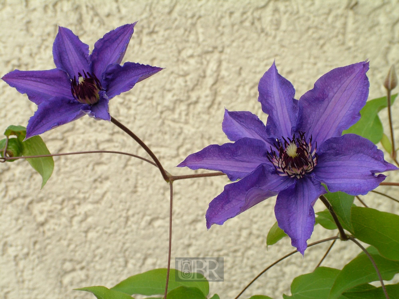 clematis_balkon_01