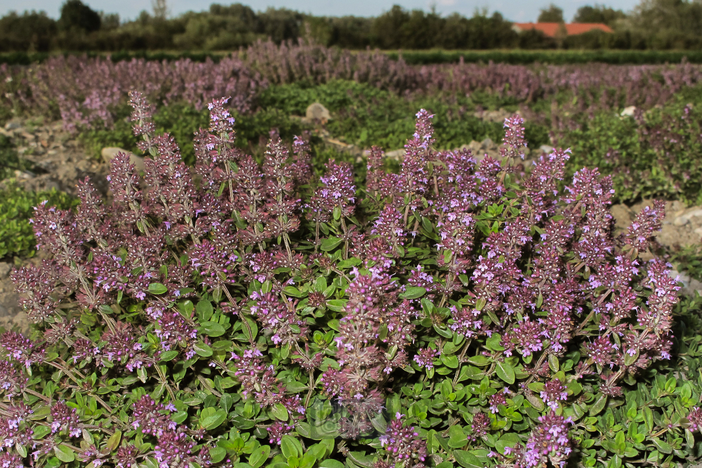 dost_oder_majoran_feld