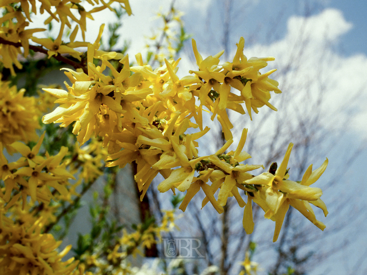 forsythie_neufahrn_02