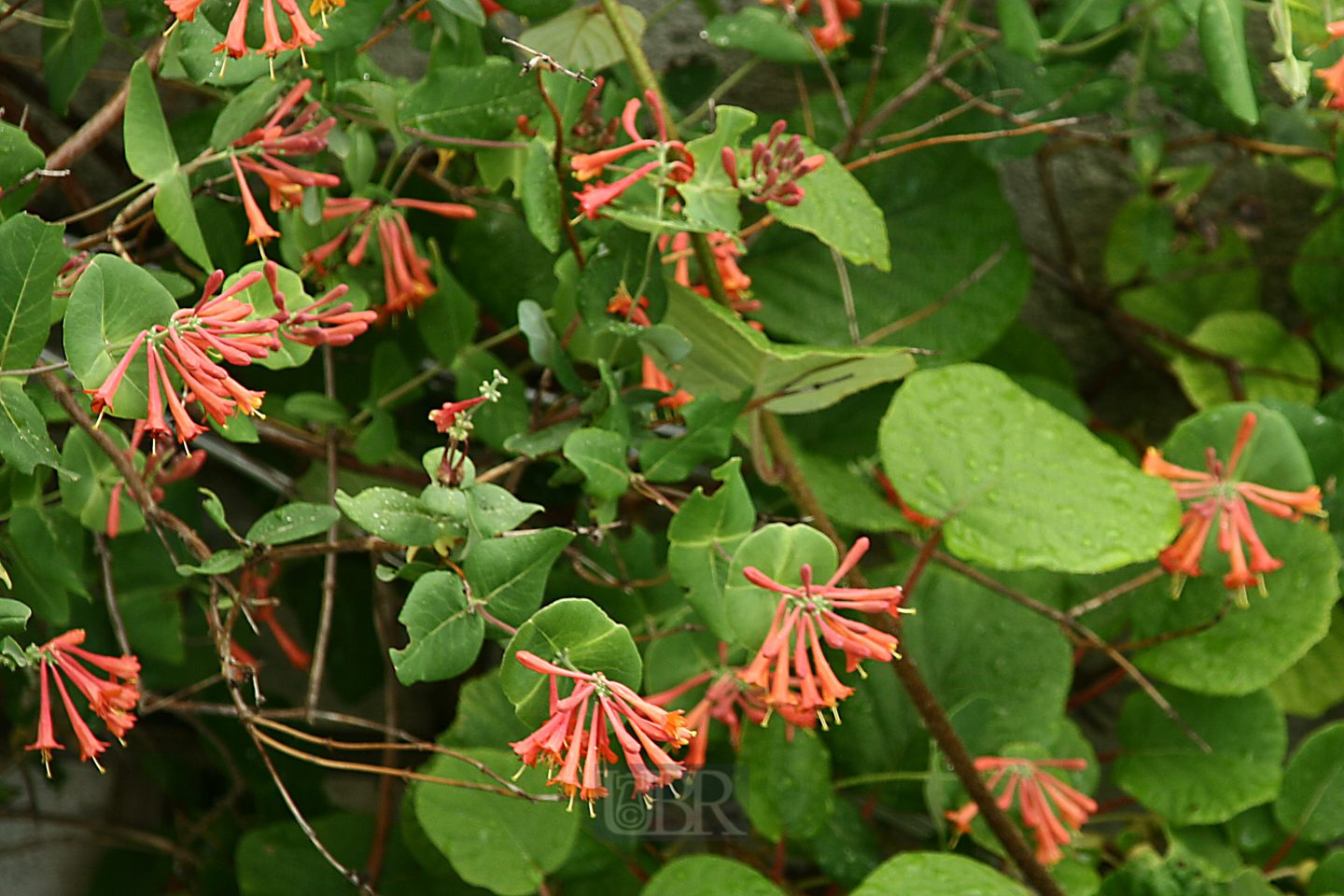 geissblatt_heckenkirsche