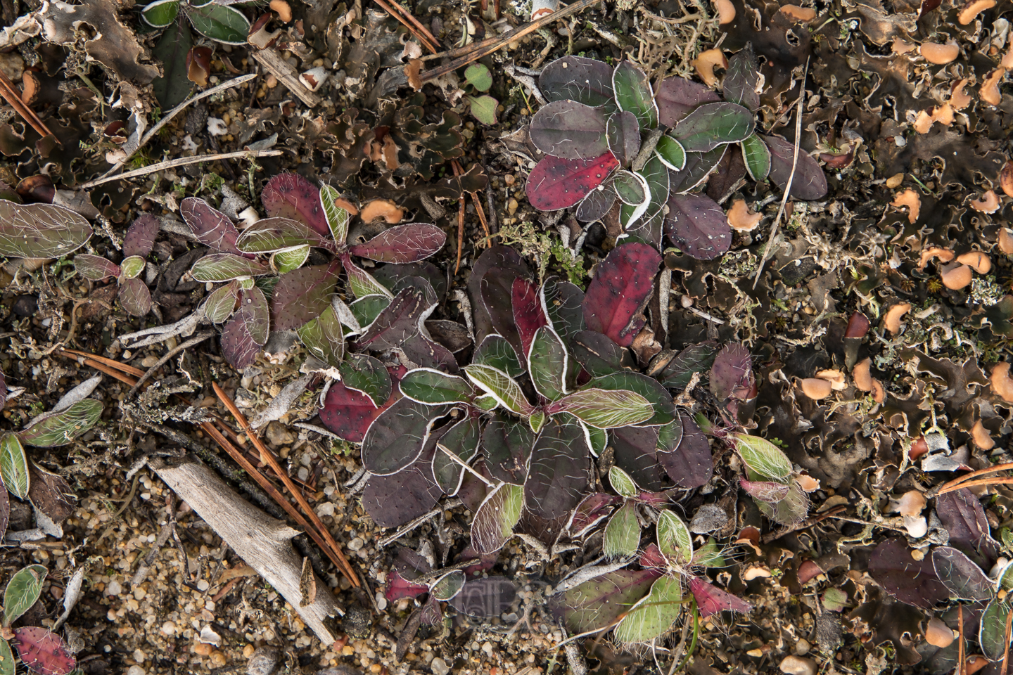 habichtskraut_kleines