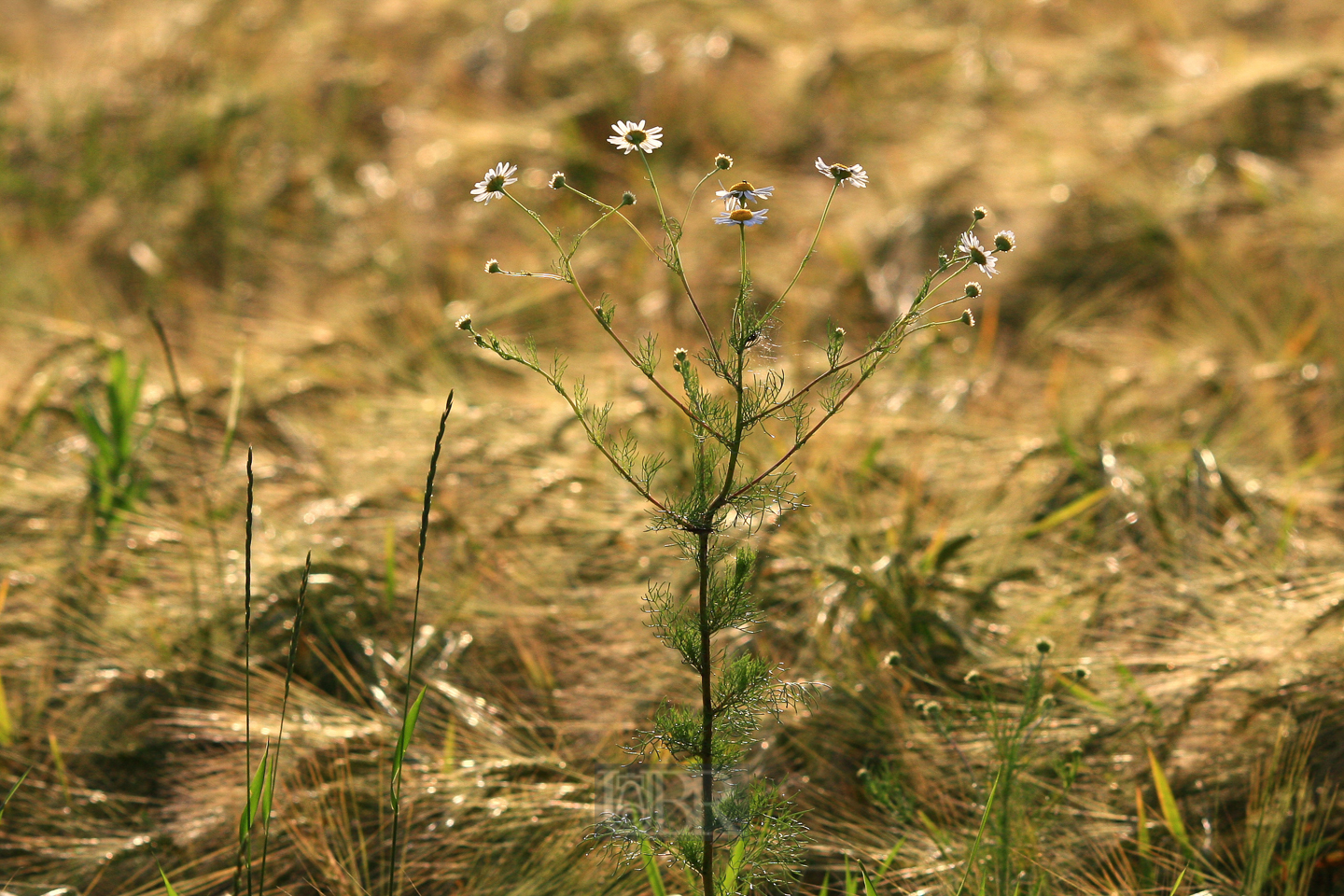 kamille_falsche_am_abend