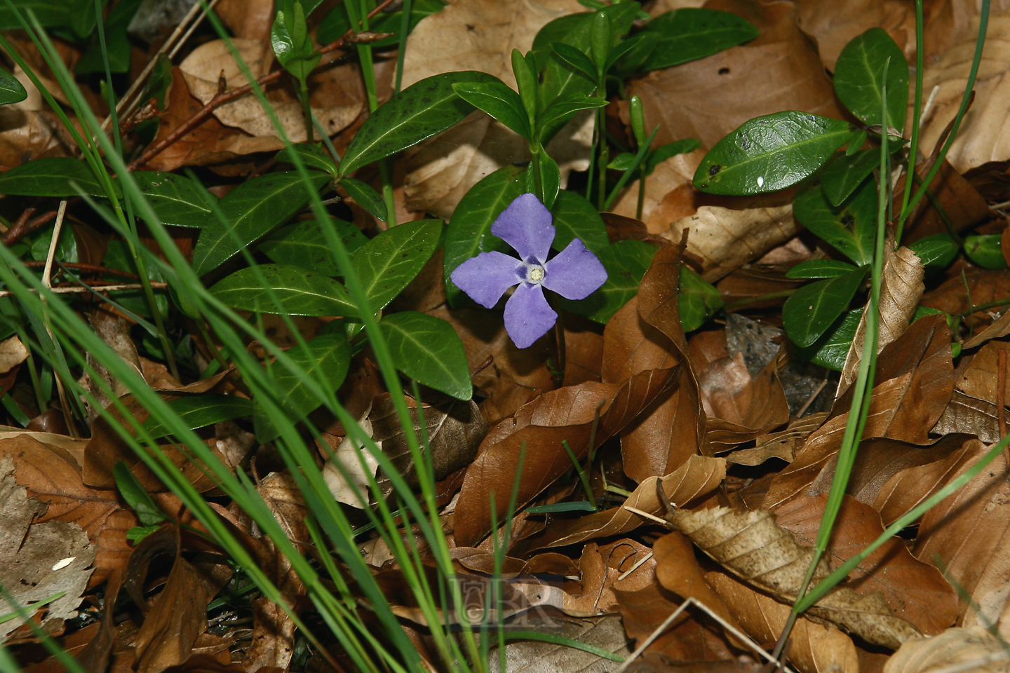 kleines_immergruen_01