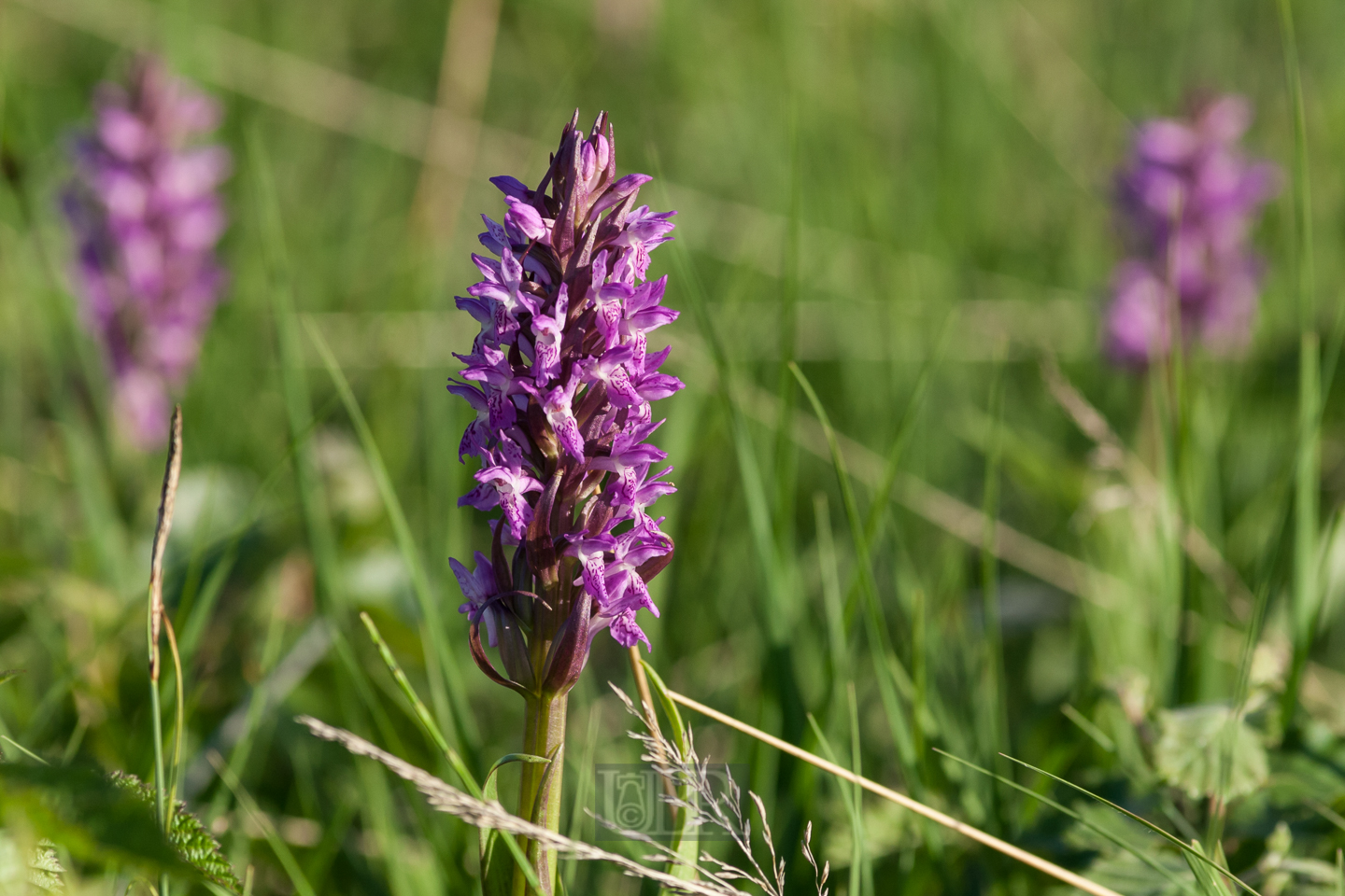 knabenkraut_01_an_der_moosach