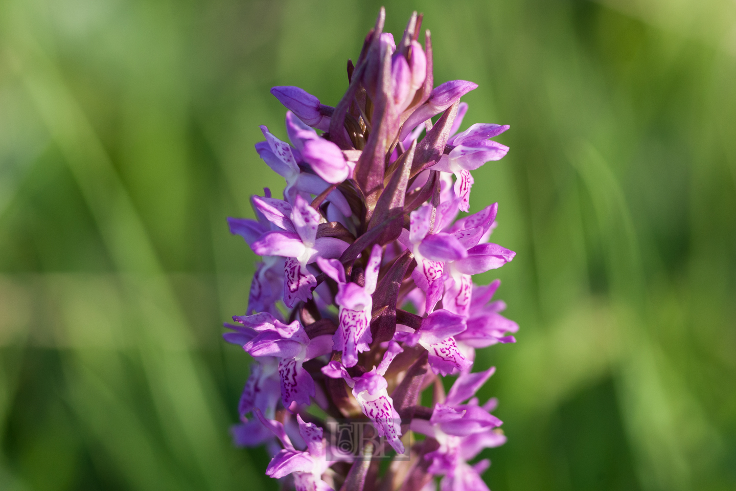 knabenkraut_02_an_der_moosach