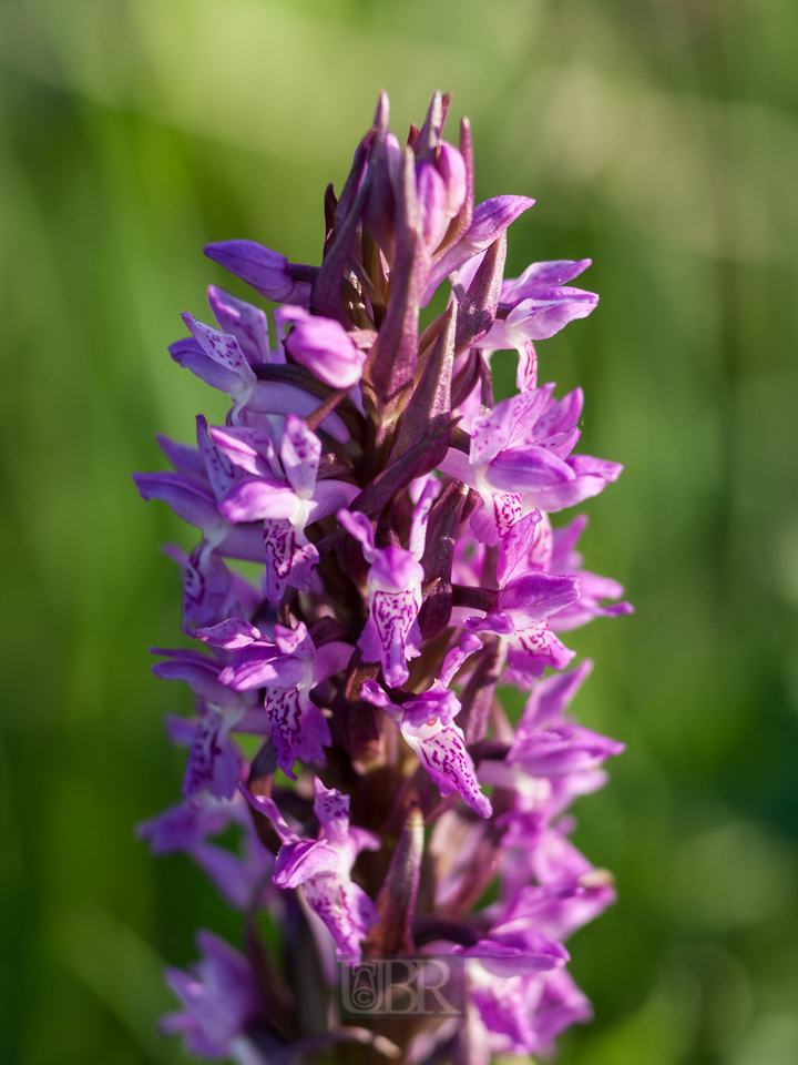 knabenkraut_03_an_der_moosach