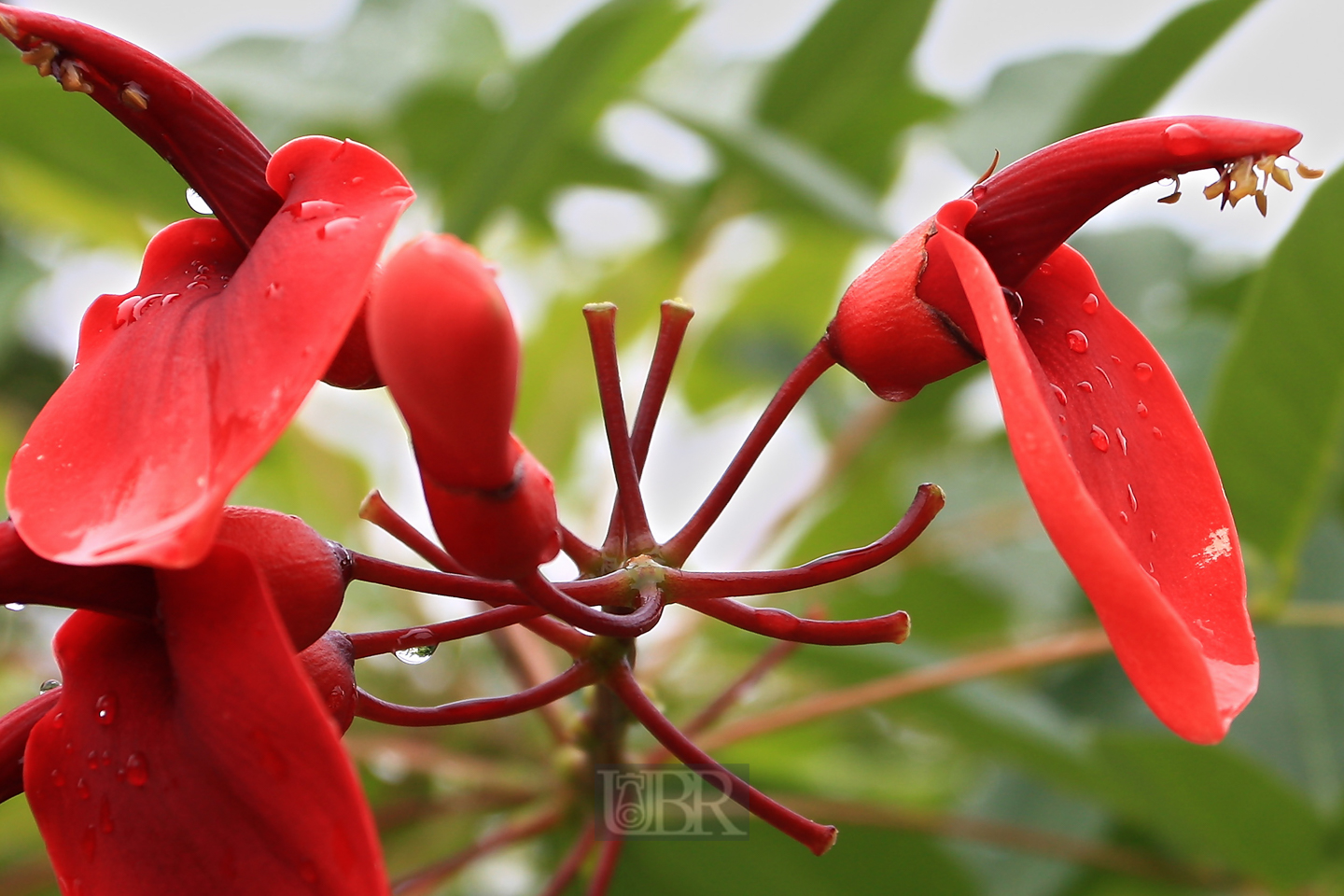 korallenbaum_bluete_1