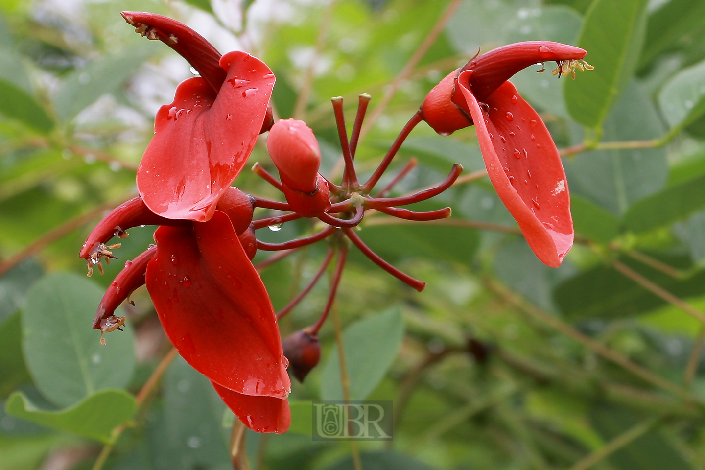 korallenbaum_bluete_2