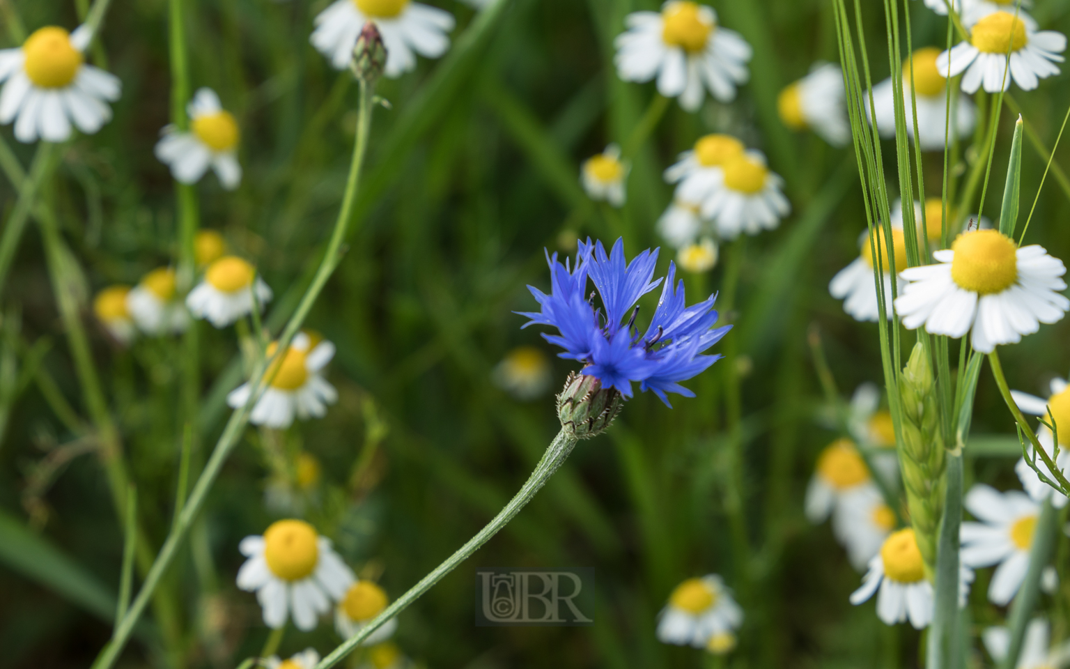 kornblume_kamille
