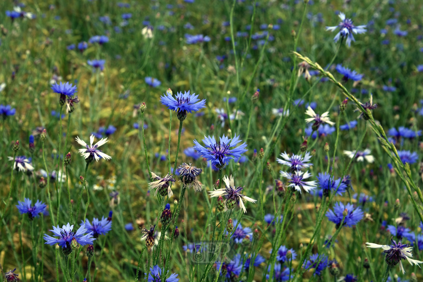 kornblumen_63