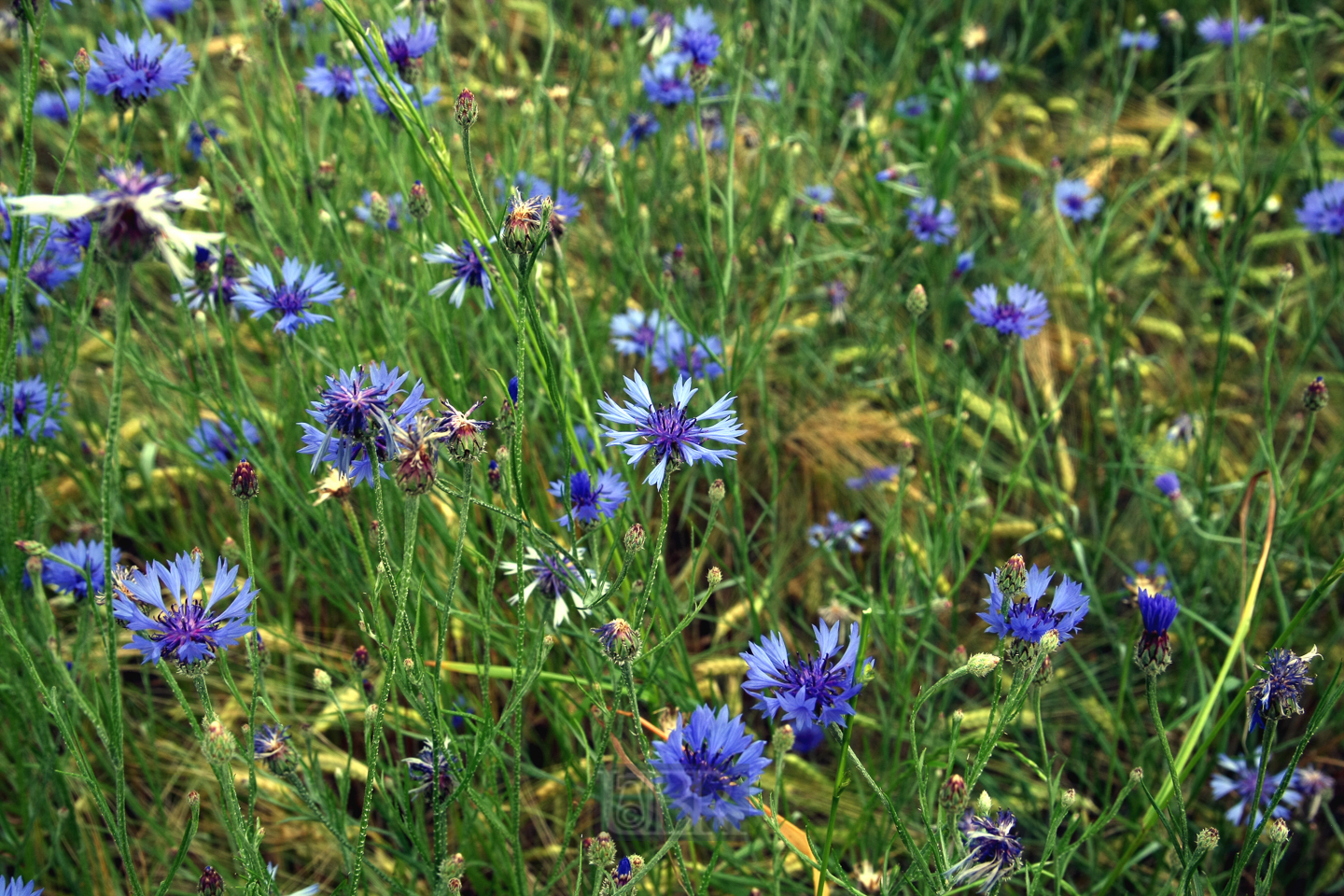 kornblumen_64