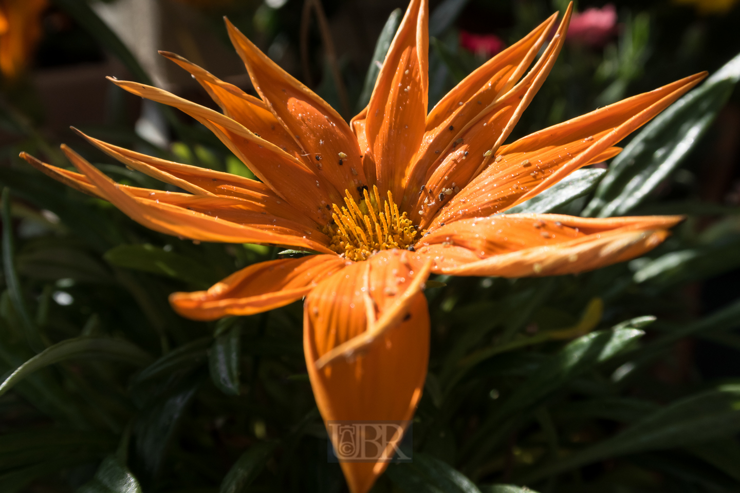 kraeftig_orange_xx_01