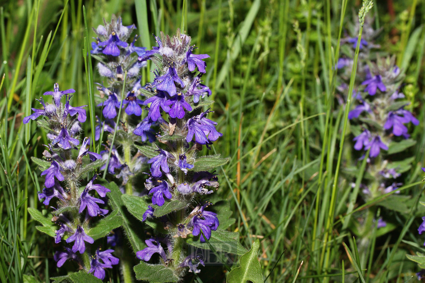 kriechender_guensel_01