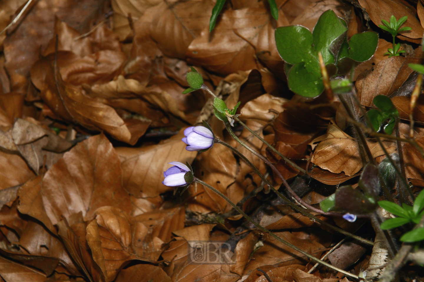 leberbluemchen_04_knospen