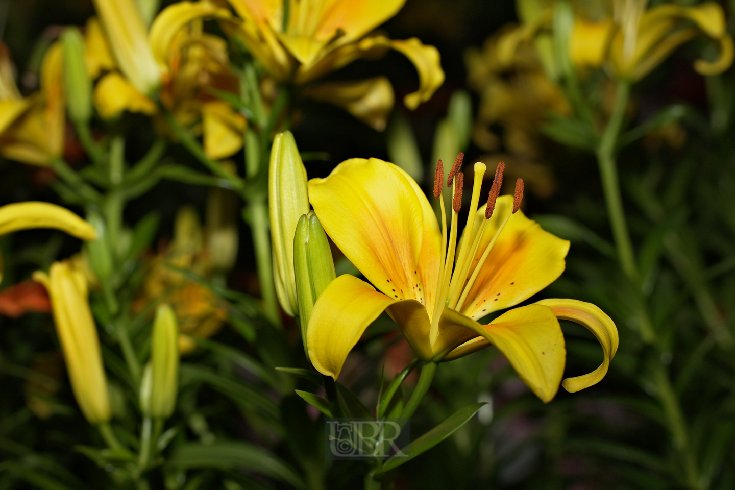 lilien_selber_schneiden_51