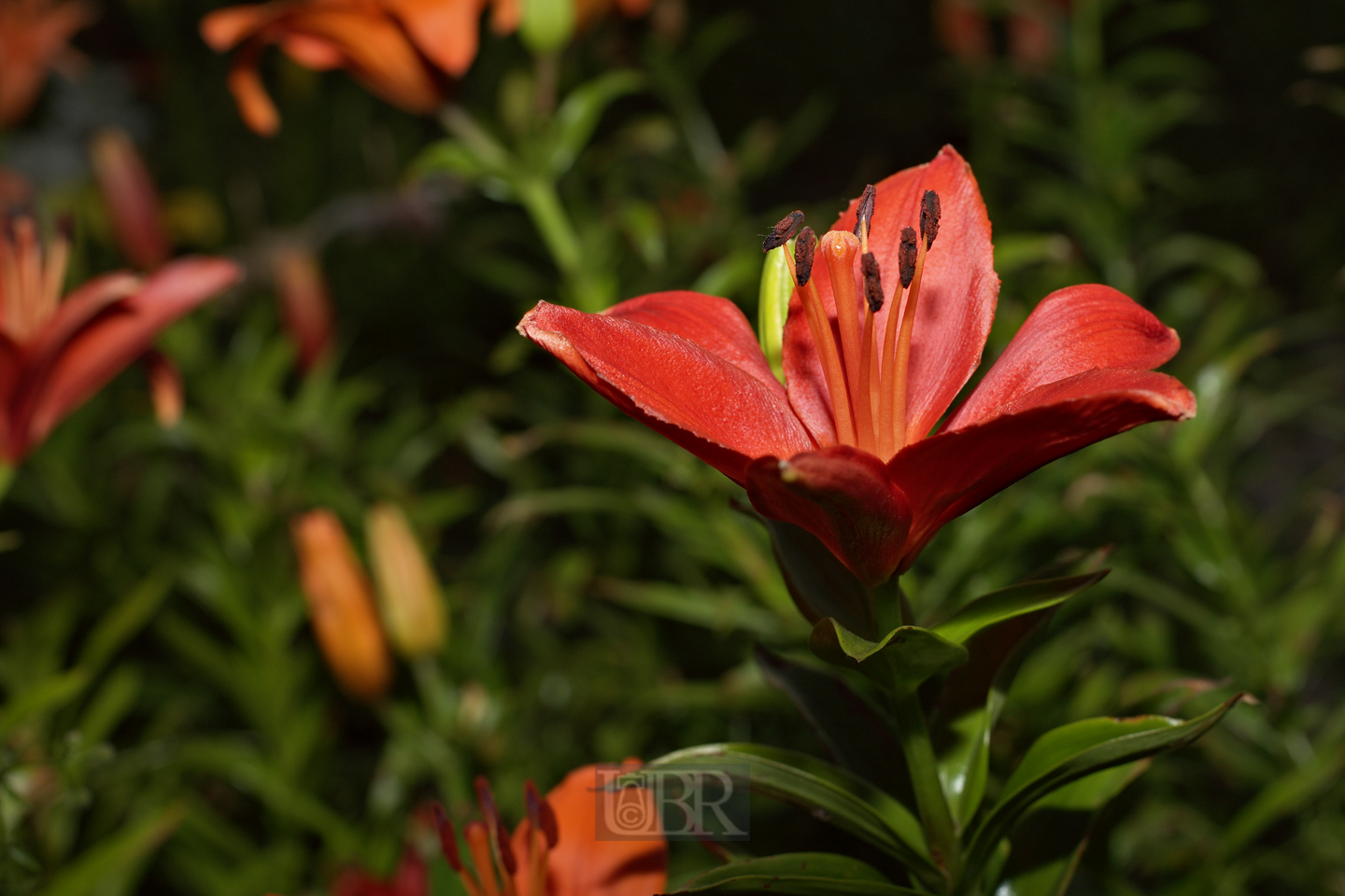 lilien_selber_schneiden_52