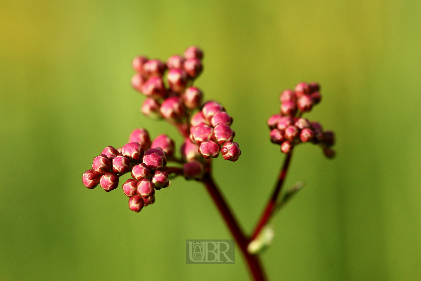 maedesuess_01_knospen