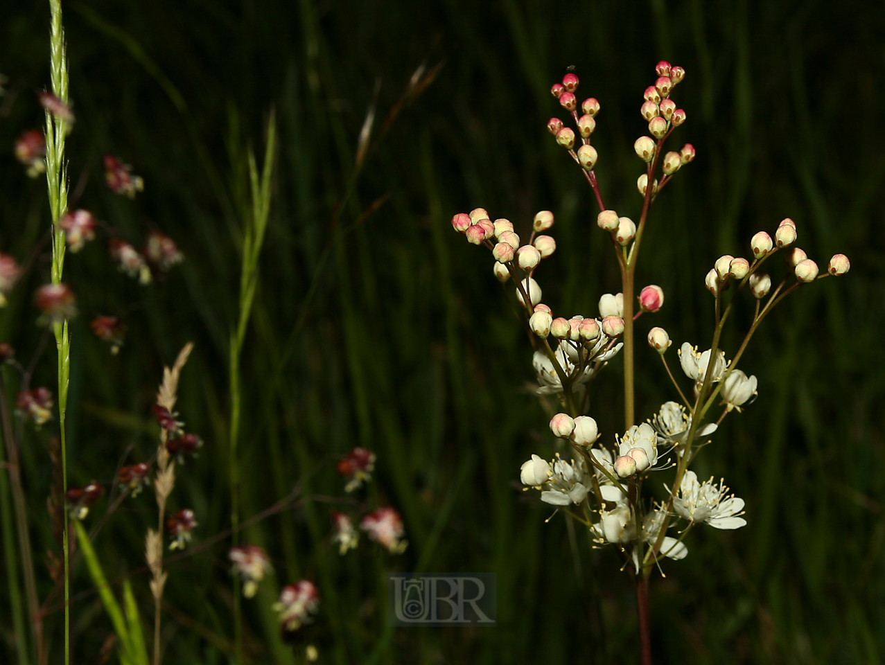 maedesuess_02_bluete