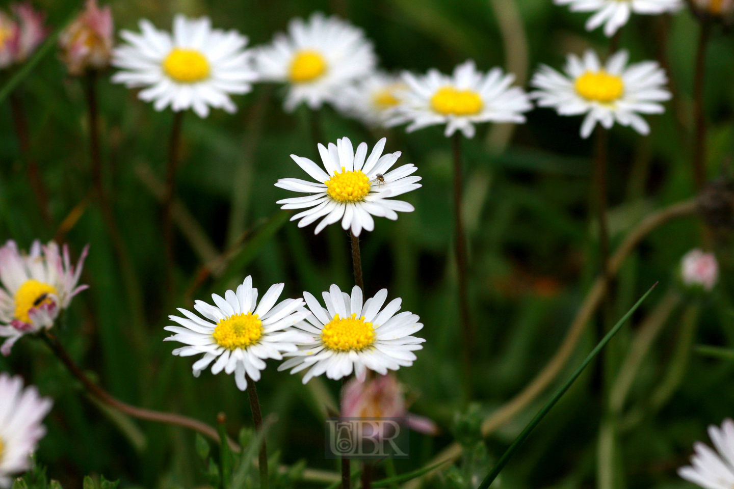 margerite_oder_kamille_135