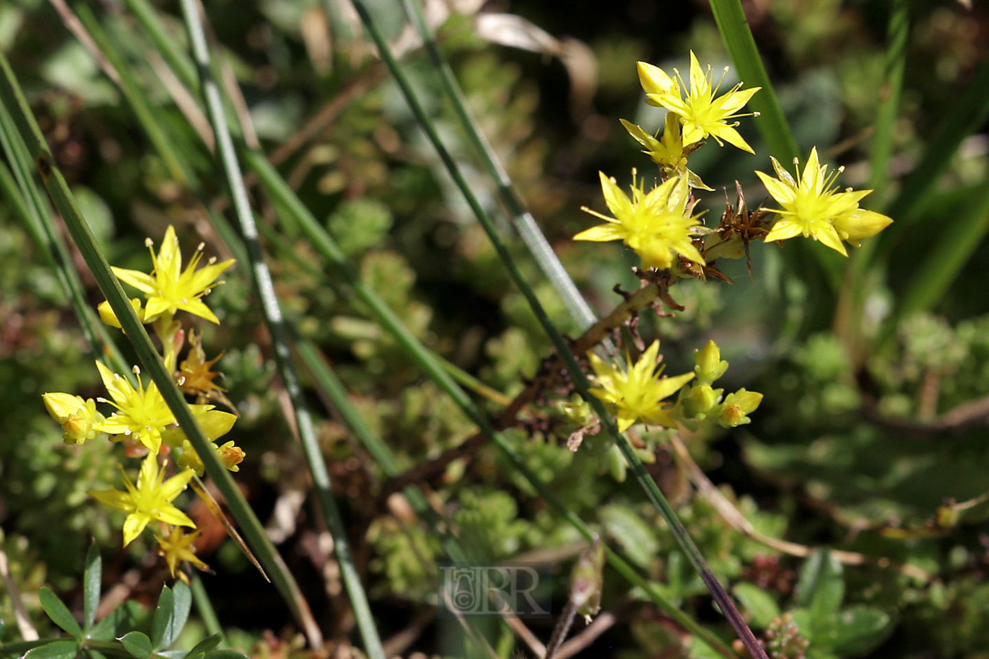 mauerpfeffer_scharfer