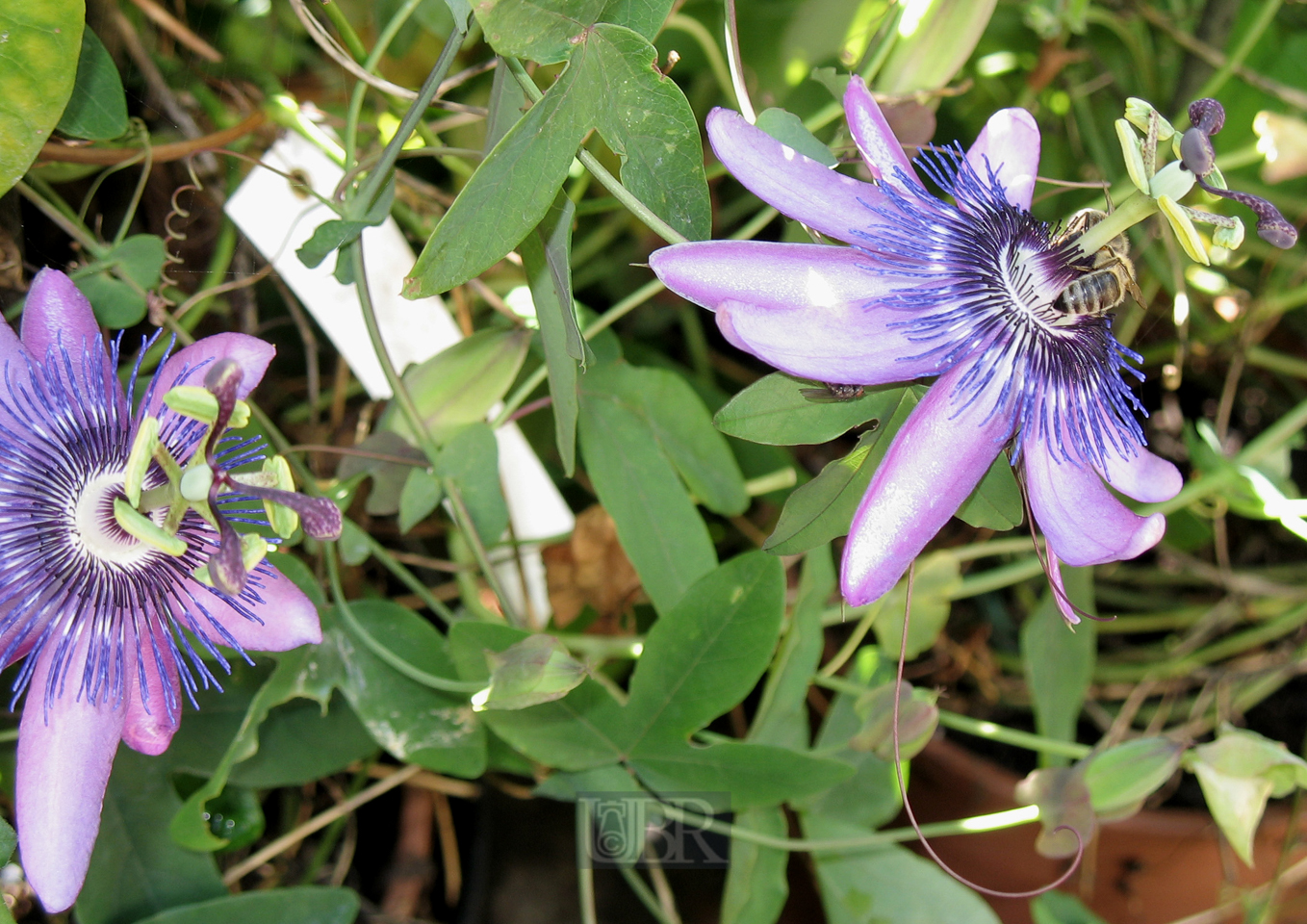 passionsblume_bienen_01