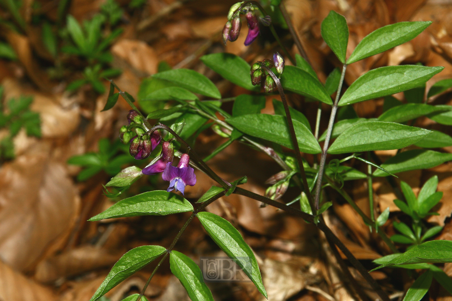 platterbse_fruehling_01