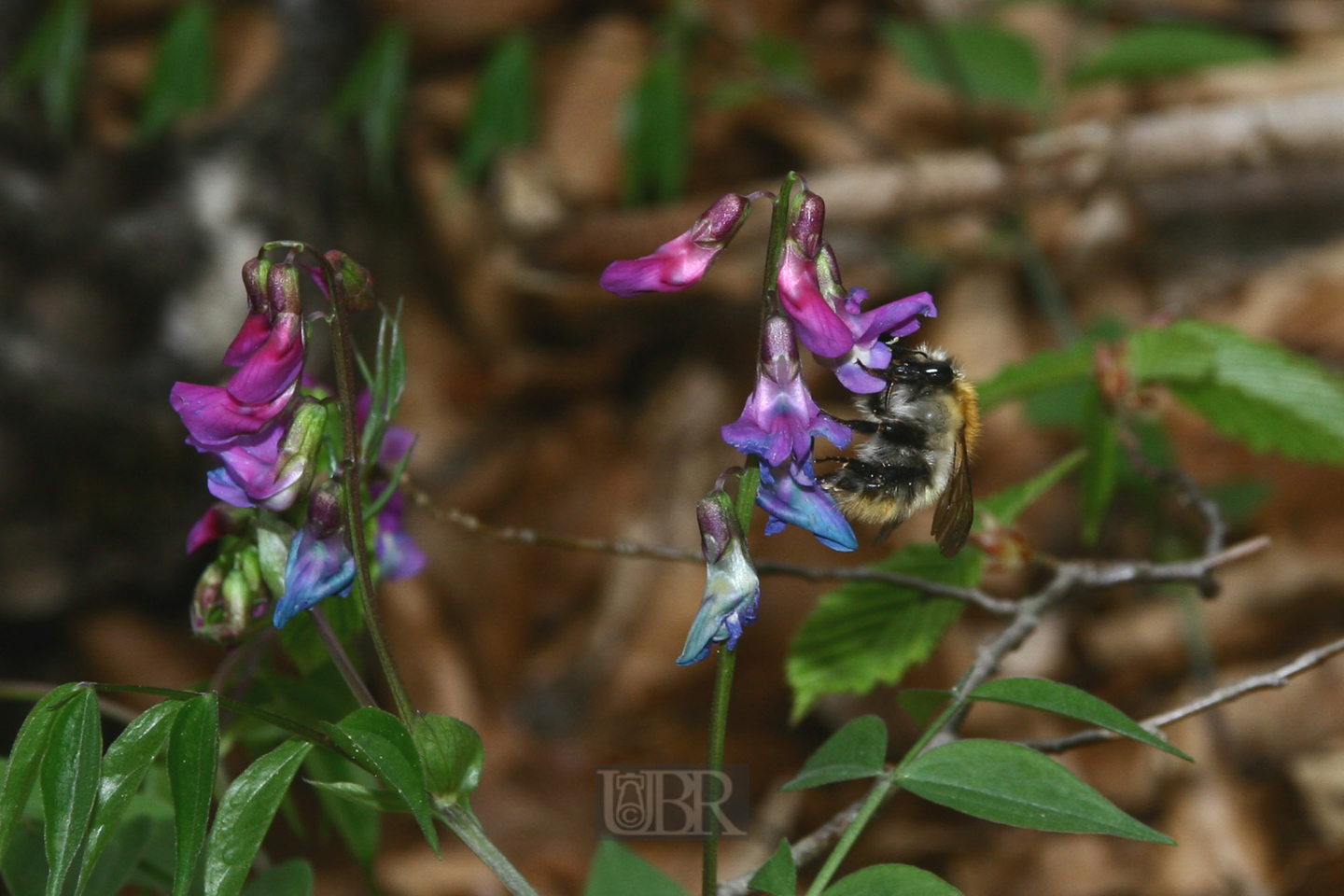 platterbse_fruehling_03_mit_hummel