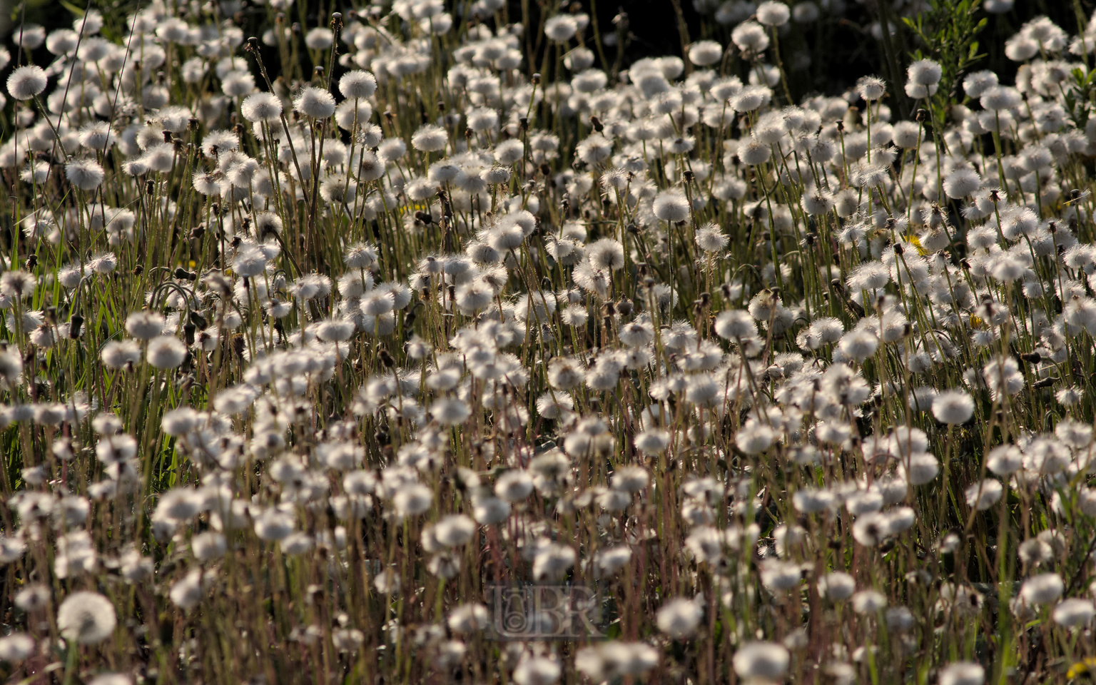 puste_blumen_02_pulling